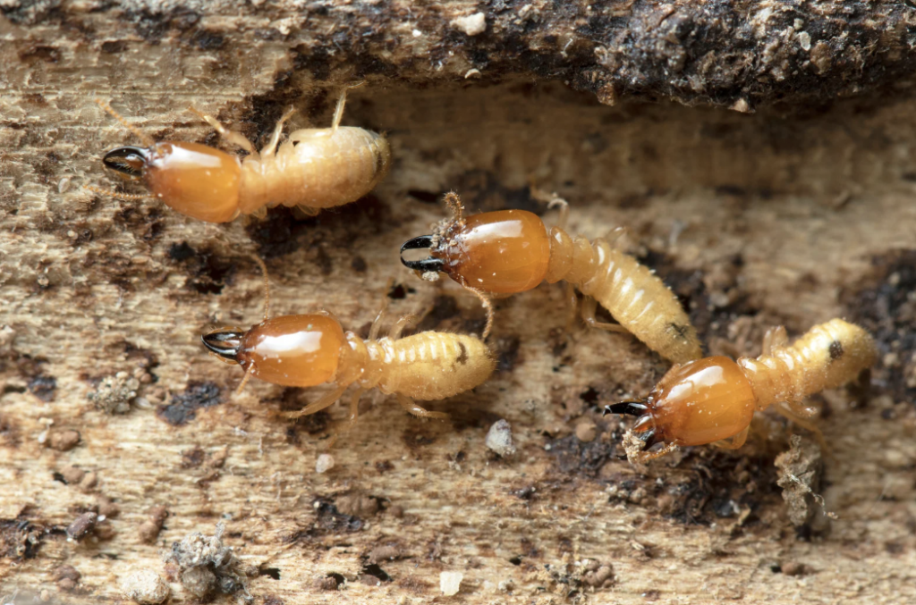 Cost of Termite Treatment Sydney: Is it Covered by Insurance?